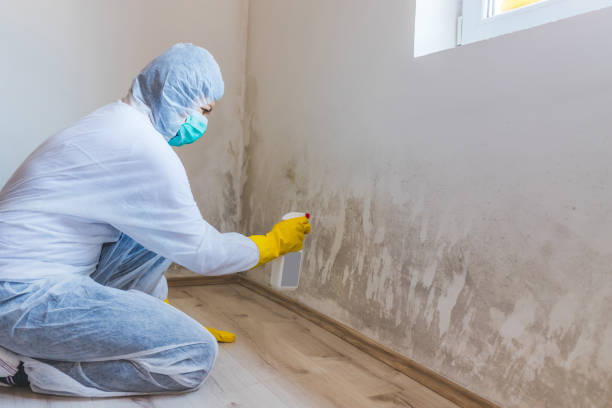 Licensed Black Mold Removal service in Arnold, MD - WQB Mold Removal