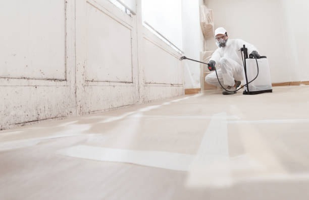 Trusted Black Mold Removal service in Arnold, MD - WQB Mold Removal