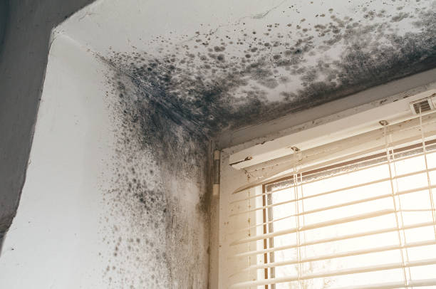 Affordable Black Mold Removal solutions in Arnold, MD